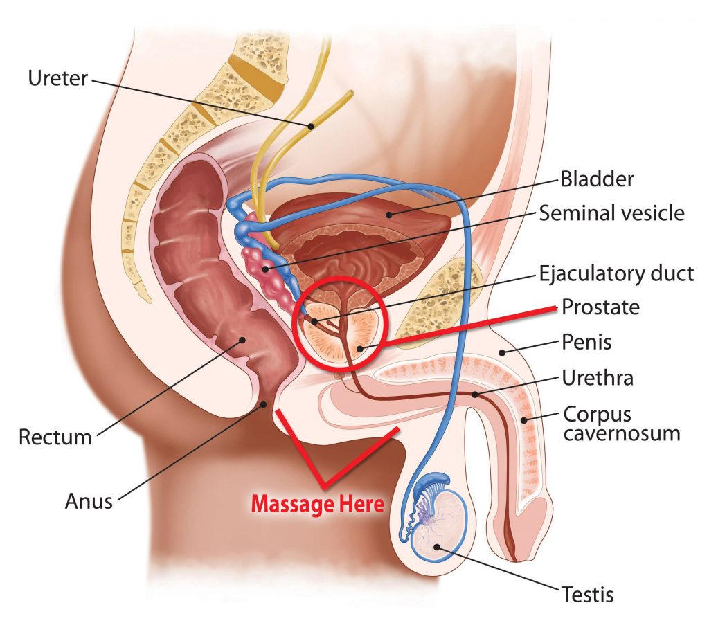 Male Anatomy Prostate